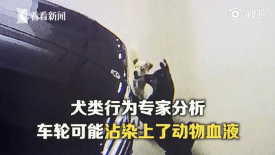 46万元奔驰车被流浪狗咬出上百条划痕，保险、物业：不赔！