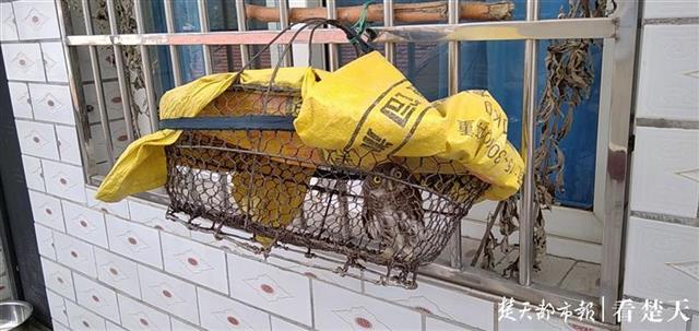 猫头鹰雨中落难,被村民捡到后放生