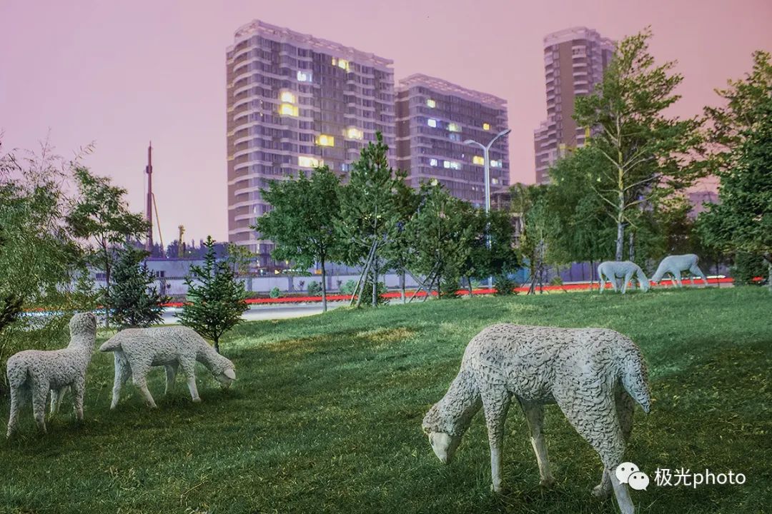63岁的城市牧羊人：坚守最后一片草地