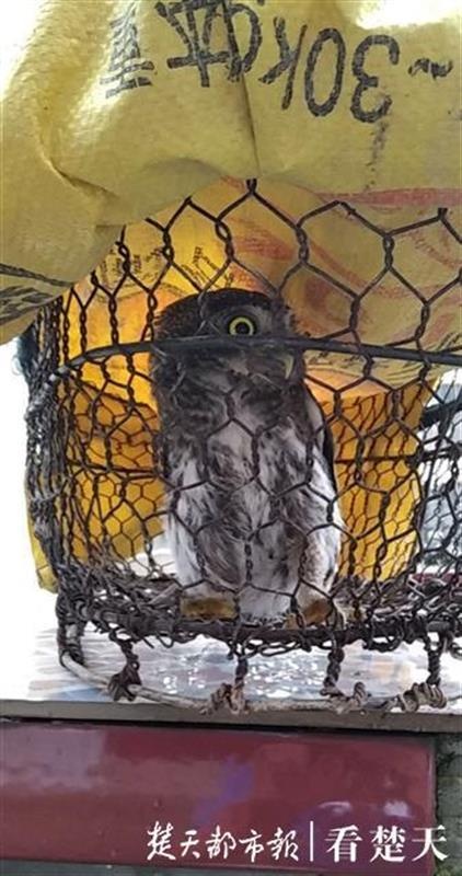 猫头鹰雨中落难,被村民捡到后放生