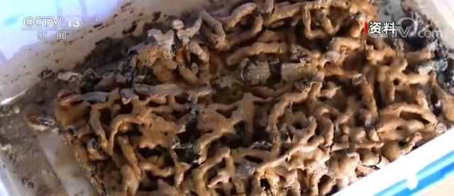 江西:海昏侯墓中发现中药炮制品 推测刘贺曾患风湿病