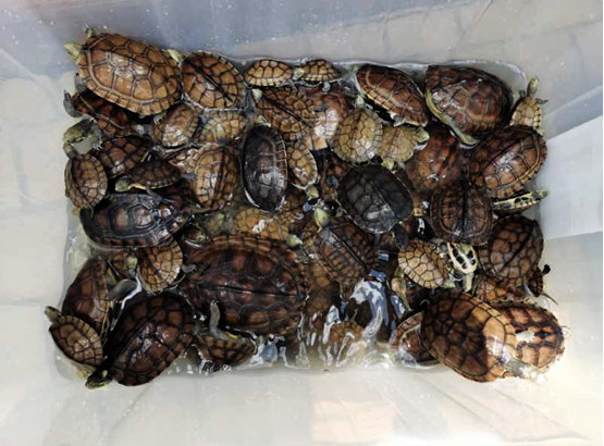 涉嫌非法收购国家二级保护龟类,一女子被擒信息时报 2020-07-04 18