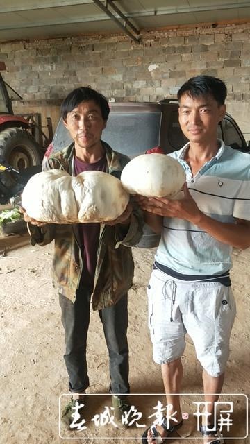 一朵重2公斤!玉溪一男子捡到巨无霸野生菌