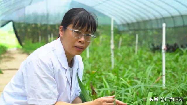 世界各地的奇珍异草,在广西落地生根、开花结果