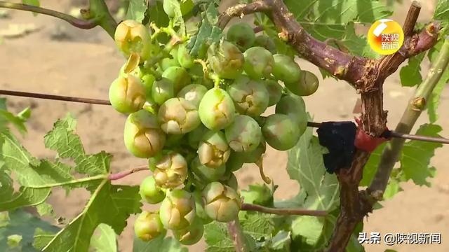 强风冰雹突袭 榆林榆阳区6万多亩农作物受灾