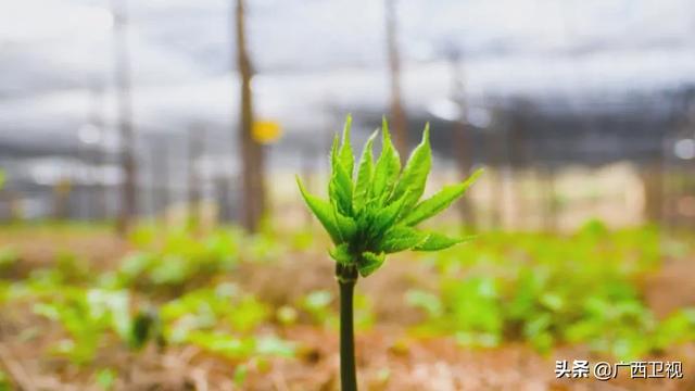 世界各地的奇珍异草,在广西落地生根、开花结果