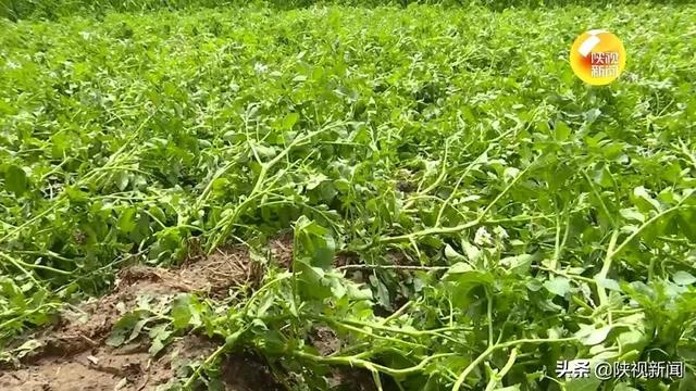 强风冰雹突袭 榆林榆阳区6万多亩农作物受灾