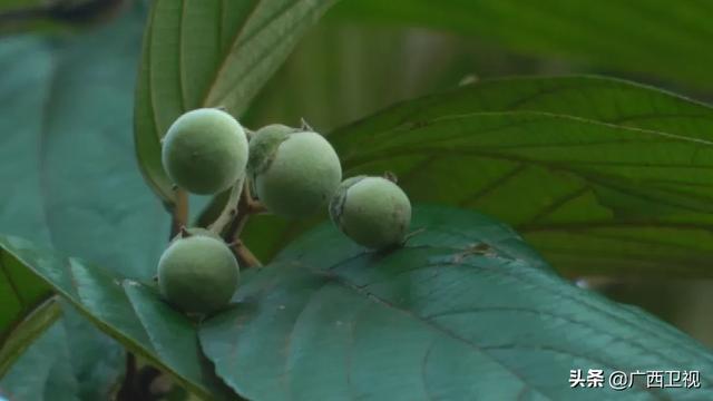 世界各地的奇珍异草,在广西落地生根、开花结果