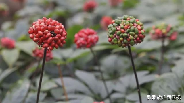 世界各地的奇珍异草,在广西落地生根、开花结果