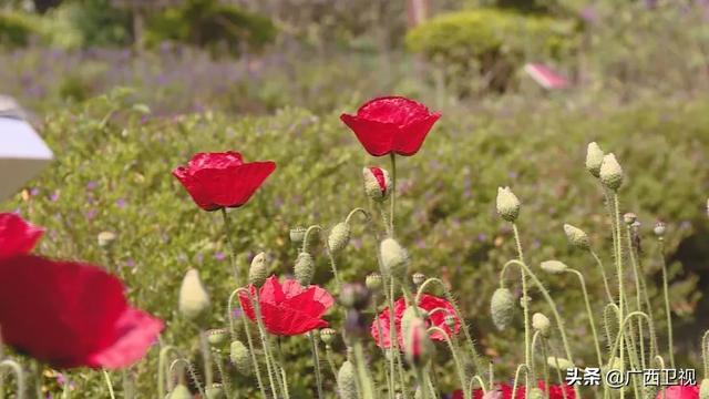 世界各地的奇珍异草,在广西落地生根、开花结果