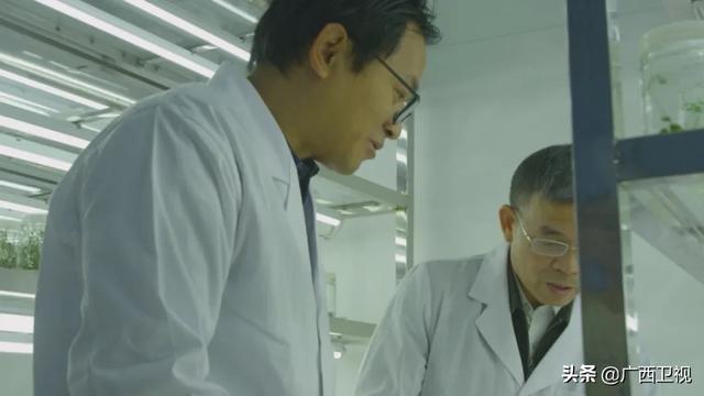 世界各地的奇珍异草,在广西落地生根、开花结果