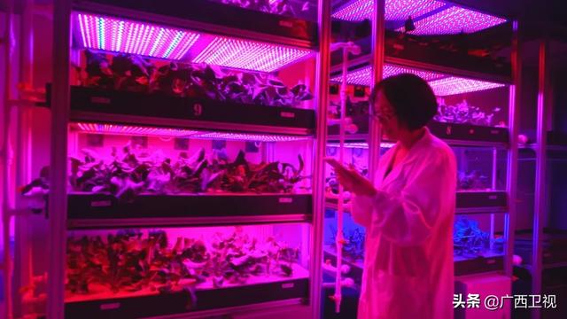 世界各地的奇珍异草,在广西落地生根、开花结果