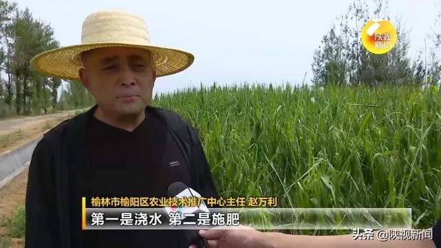 强风冰雹突袭 榆林榆阳区6万多亩农作物受灾