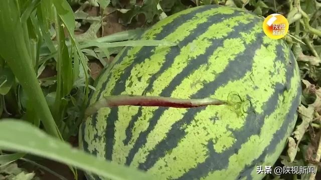 强风冰雹突袭 榆林榆阳区6万多亩农作物受灾