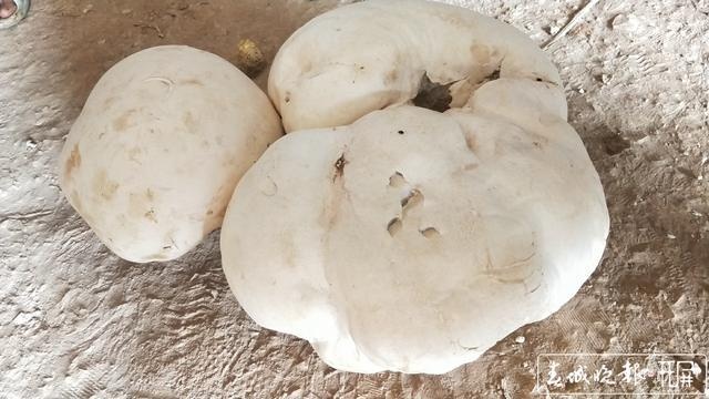 一朵重2公斤!玉溪一男子捡到巨无霸野生菌