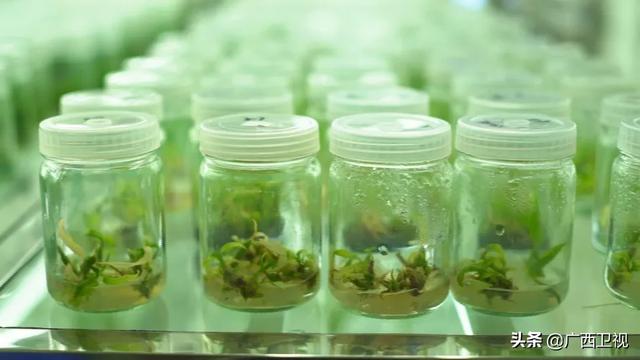 世界各地的奇珍异草,在广西落地生根、开花结果