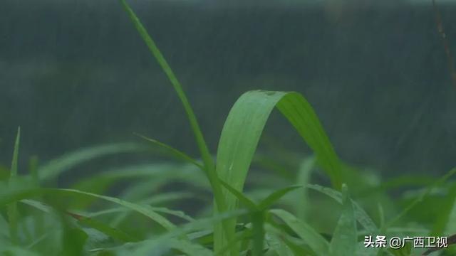 世界各地的奇珍异草,在广西落地生根、开花结果