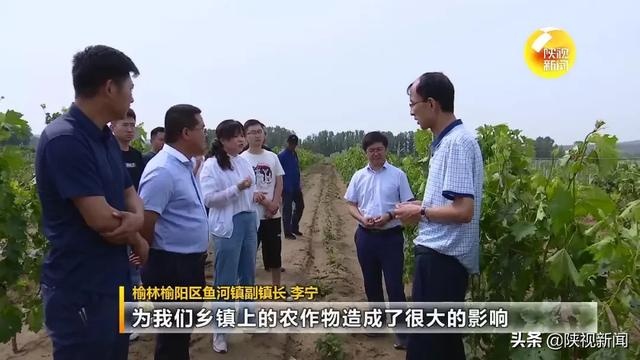 强风冰雹突袭 榆林榆阳区6万多亩农作物受灾