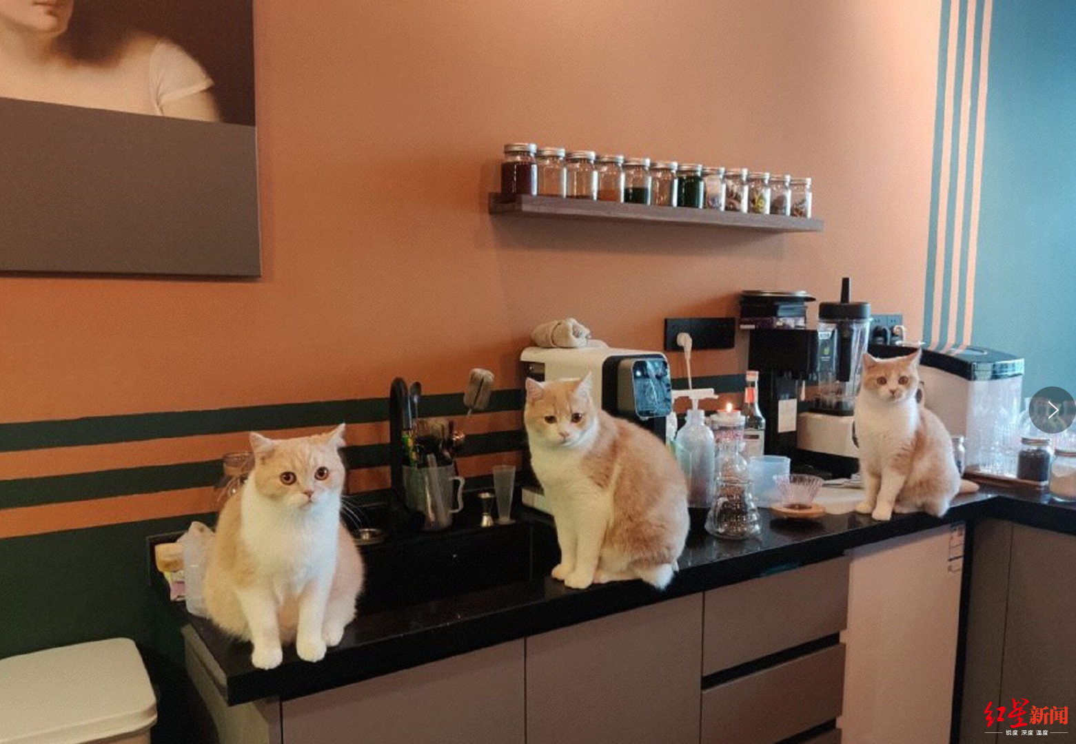 东京最有名的四家猫咪咖啡馆，简直萌到炸裂！ 中国咖啡网
