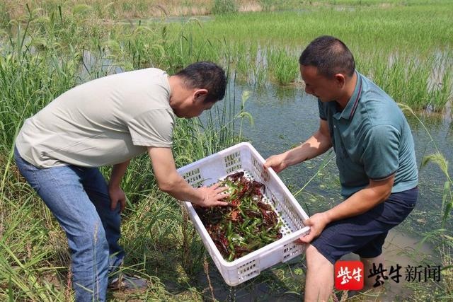 南京高淳稻虾共作田开始投放龙虾苗