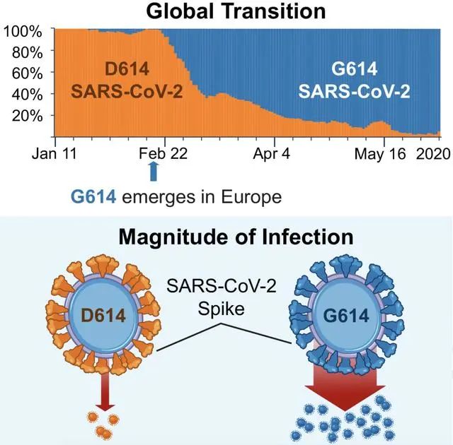 D614G 毒株表面的刺突蛋白比原始毒株多 4 到 5 倍，突变后感染力增强。  来源：Cell
