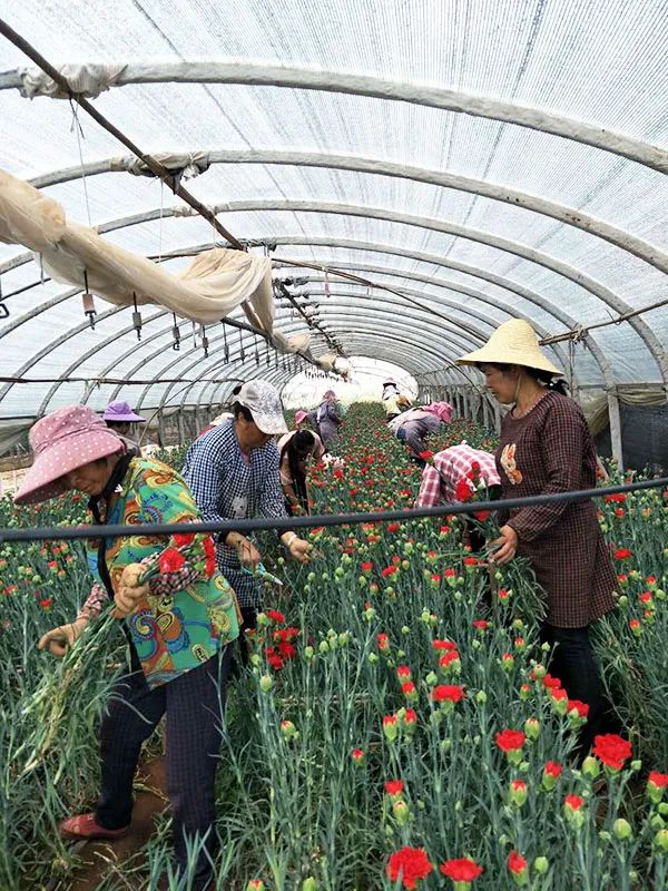 丽曦花卉:带领贫困群众种下“幸福花”