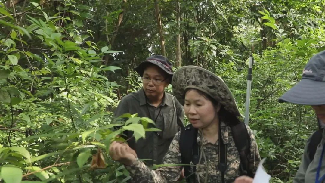 世界各地的奇珍异草,在广西落地生地、开花结果!