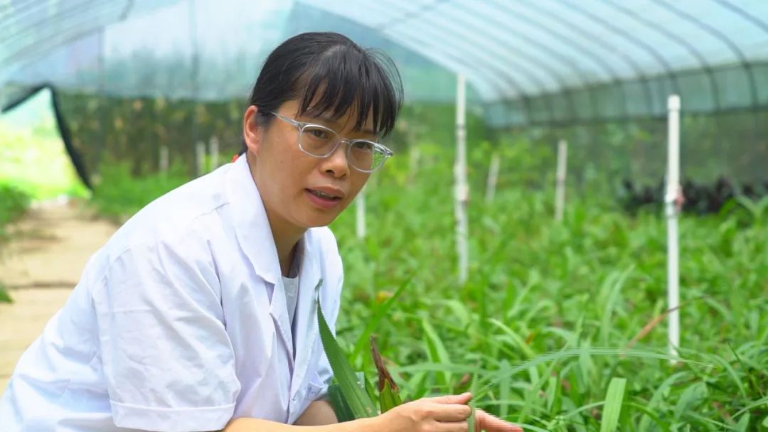 世界各地的奇珍异草,在广西落地生地、开花结果!