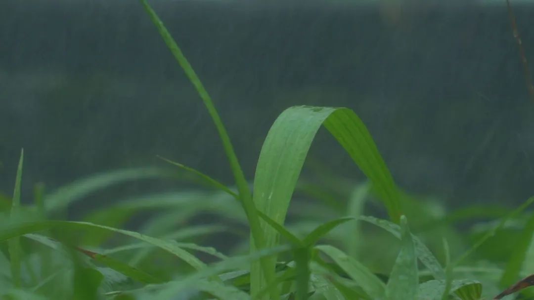 世界各地的奇珍异草,在广西落地生地、开花结果!