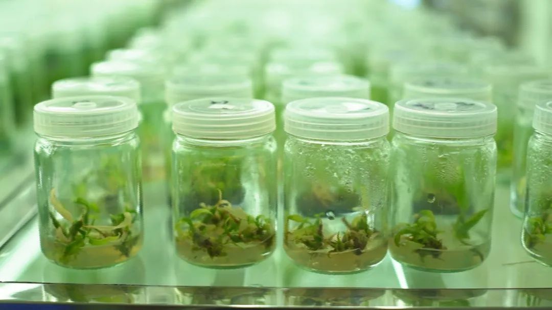 世界各地的奇珍异草,在广西落地生地、开花结果!