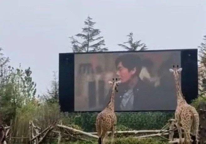 长颈鹿爱上看电视,网友急了:会近视靠后站啊!