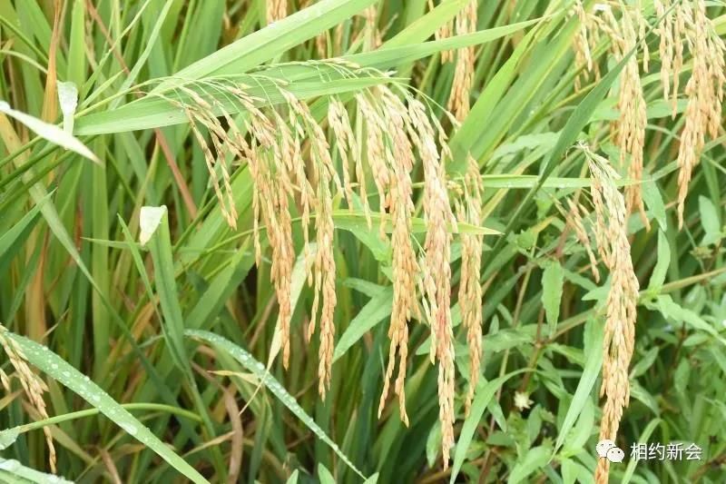 新会“袁隆平超级稻”刷新双季稻全国粮食高产纪录
