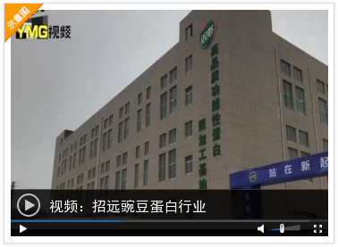 跟着市委书记去观摩|招远豌豆蛋白行业国际核心地位再巩固