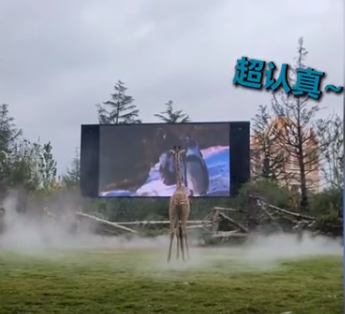 长颈鹿爱上看电视,网友急了:会近视靠后站啊!