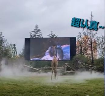 河南一动物园长颈鹿痴迷看电视,网友着急:会近视的靠后站啊!