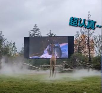 长颈鹿爱上看电视,凭身高抢C位!网友:往后站站,小心近视