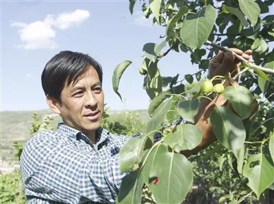 【走向我们的小康生活】黄果梨走出致富路 全村人摇身变股东