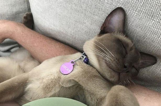 奇迹!澳一宠物猫躲进洗衣机打盹 被清洗12分钟后存活