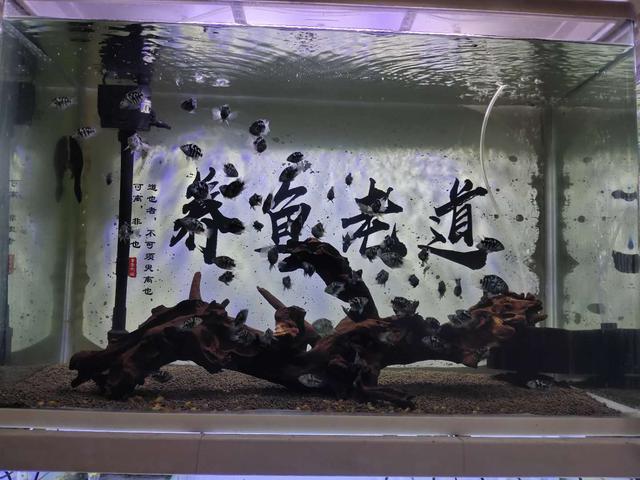 饲养的观赏鱼不想要了,可以做如下处置,某些品种绝对不能放生