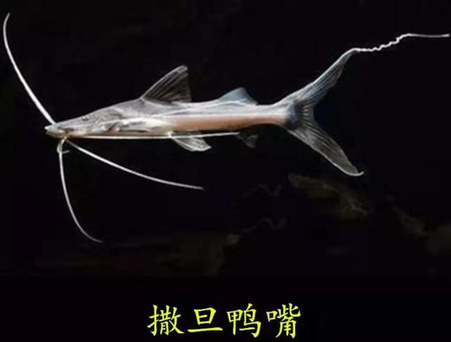 饲养的观赏鱼不想要了,可以做如下处置,某些品种绝对不能放生