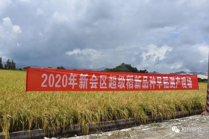 【厉害】新会“袁隆平超级稻”刷新双季稻全国粮食高产纪录!