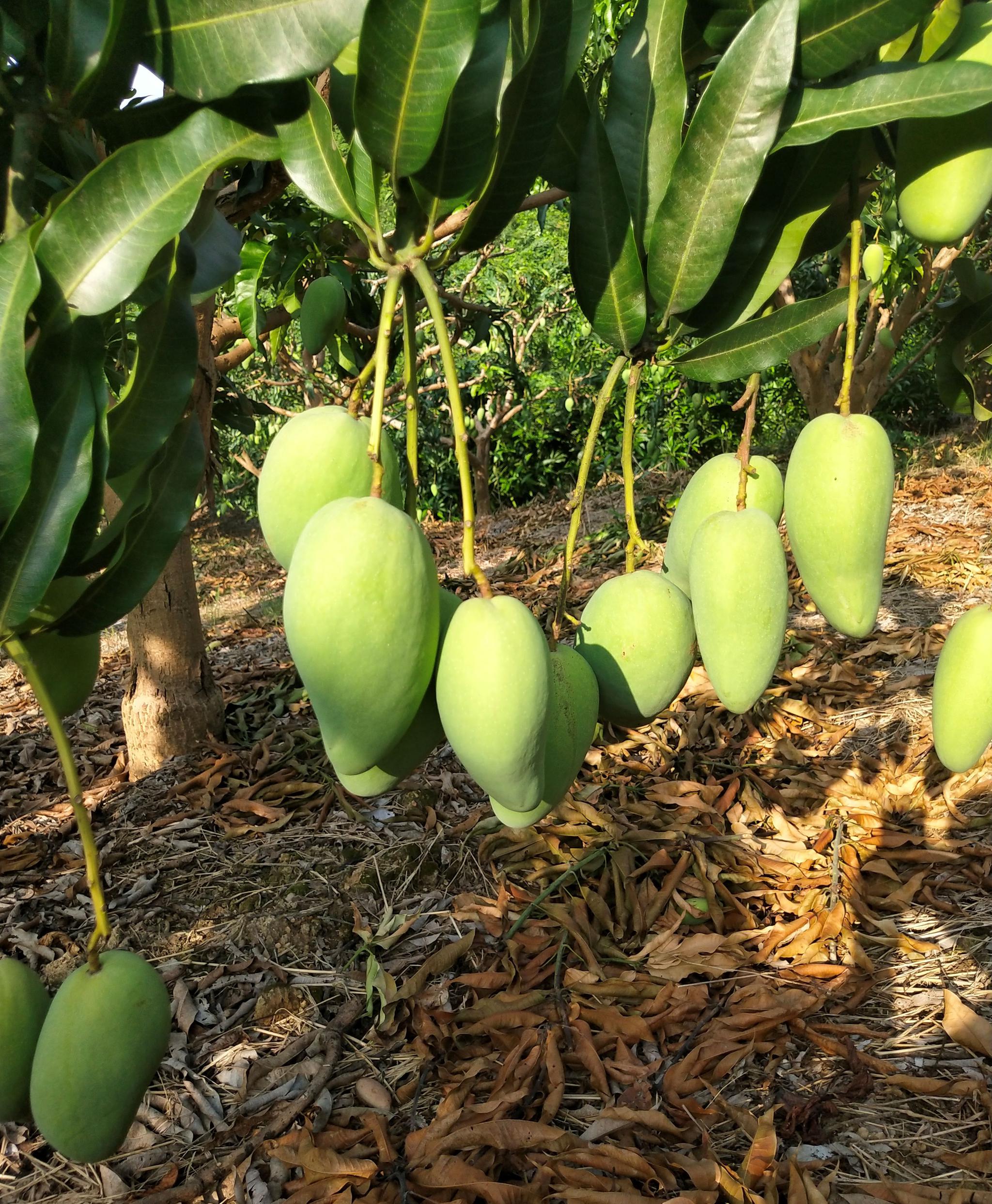 芒果怎么种植呢 b3a7-ivwfwmp9635575.jpg