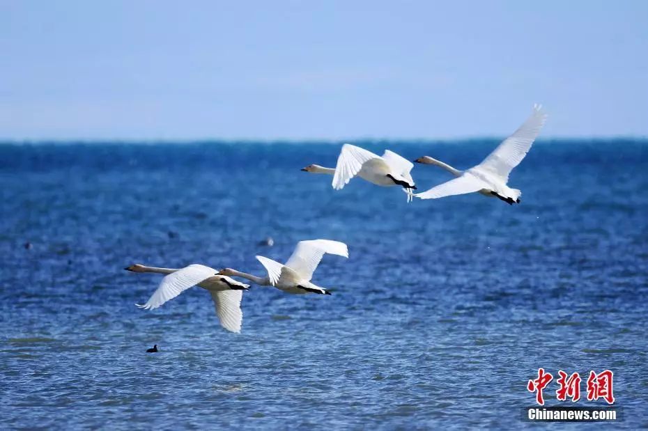 刚刚,青海流出一批照片,惊呆了…