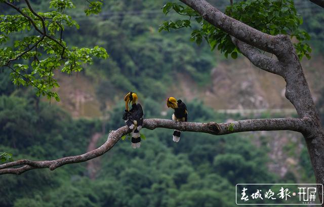 “终于拍到啦 ”雨林中坚守36天 云南摄影师终于拍到犀鸟宝宝出巢影像