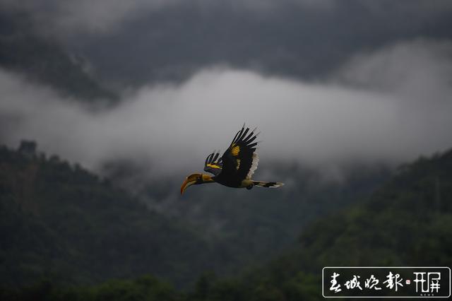 “终于拍到啦 ”雨林中坚守36天 云南摄影师终于拍到犀鸟宝宝出巢影像