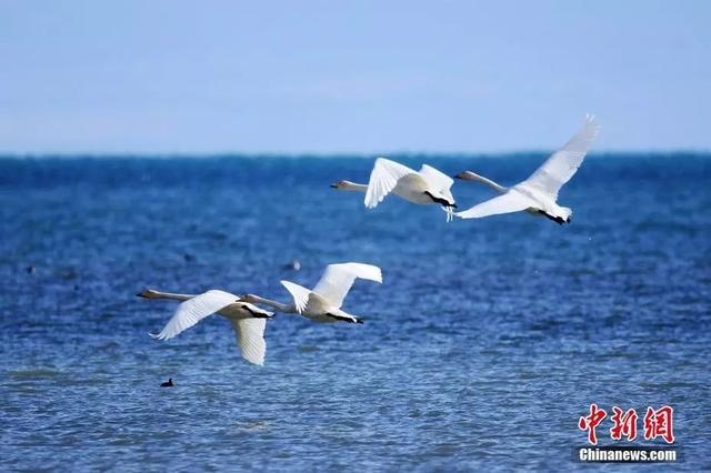 刚刚,青海流出一批照片,惊呆了…