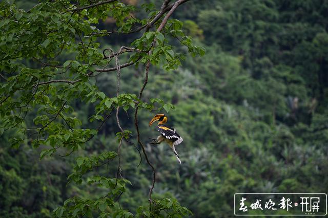“终于拍到啦 ”雨林中坚守36天 云南摄影师终于拍到犀鸟宝宝出巢影像