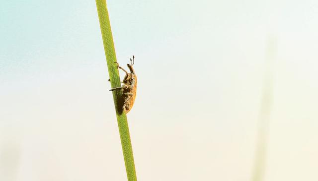 大姚的香草地 蜻蜓飞过,无尽夏意