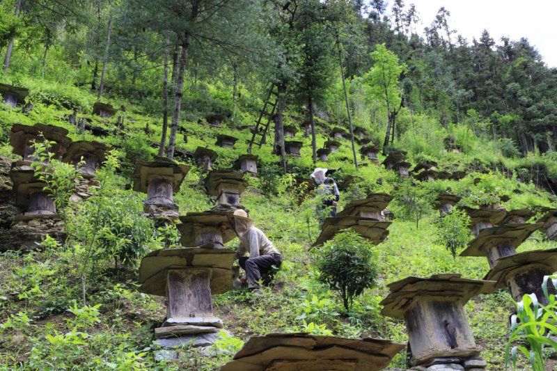 渝货入鲁助扶贫丨城口山货进临沂,“秦巴韵”携手“沂蒙情”