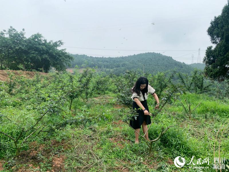 德阳旌阳区:纪委委员“卖”花椒,近万斤青花椒销售一空